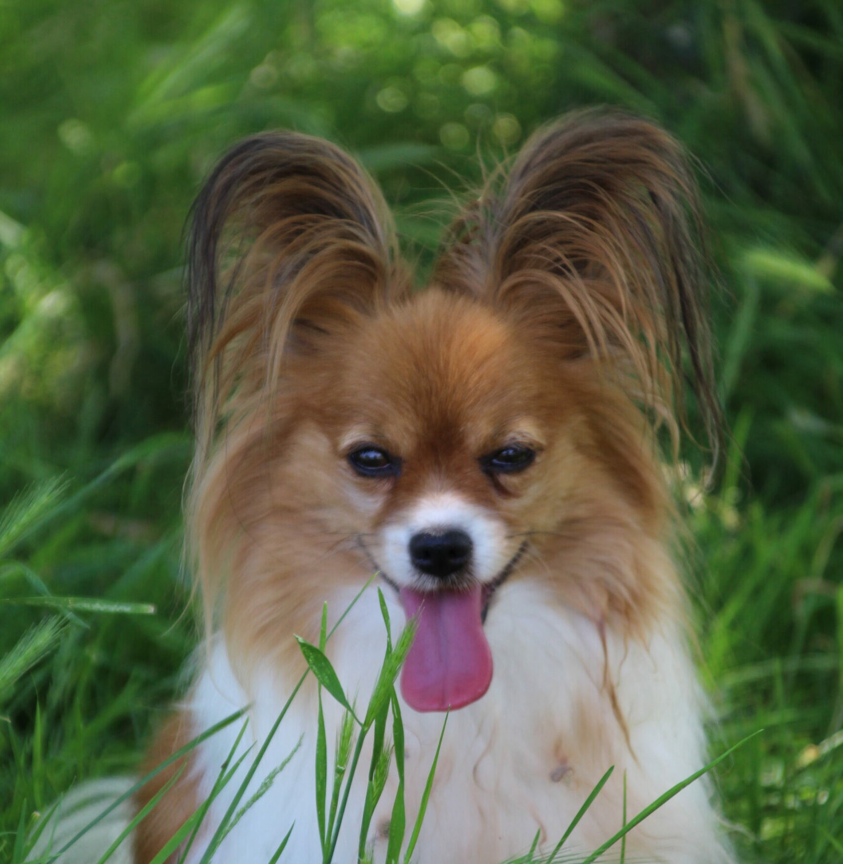 Femelle épagneul nain continental Papillon 3