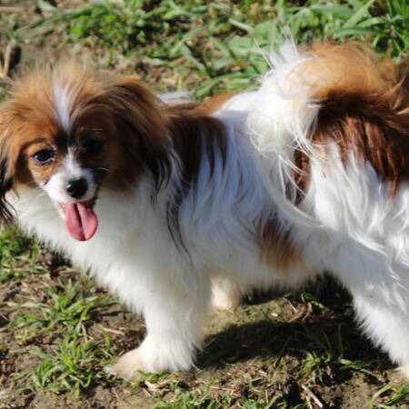 First Rocket Hubi H Vive Vanette FCI (1)