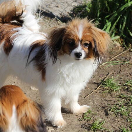 First Rocket Hubi H Vive Vanette FCI (2)