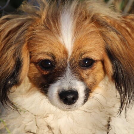 First Rocket Hubi H Vive Vanette FCI (3)