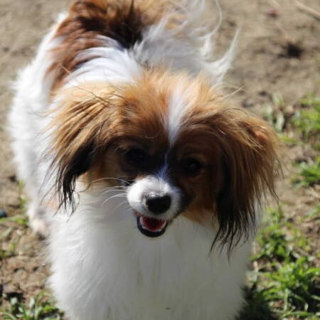 First Rocket Hubi H Vive Vanette FCI (4)