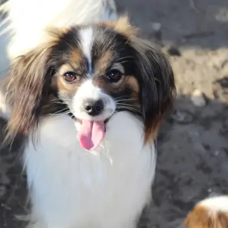 Misteriya Elizabeth (1)