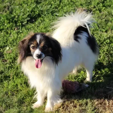 Misteriya Elizabeth (3)