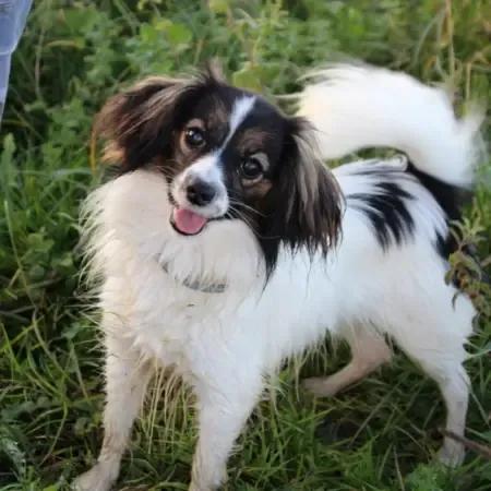 Misteriya Elizabeth (4)