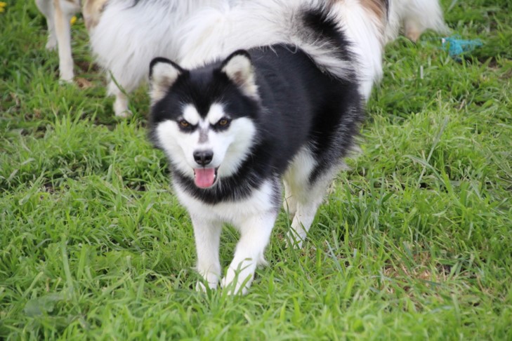 imgi_11_klee kai ourasi 1