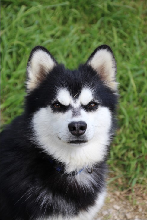 imgi_14_klee kai ourasi 4