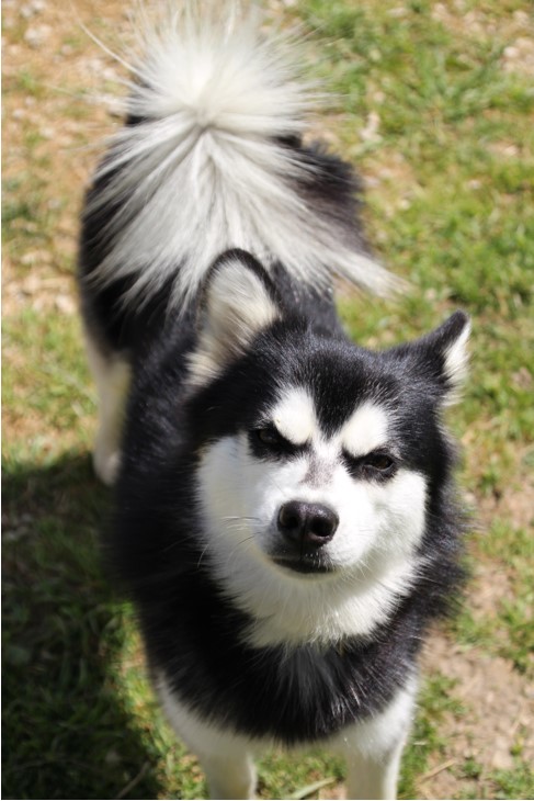 imgi_15_klee kai ourasi 5