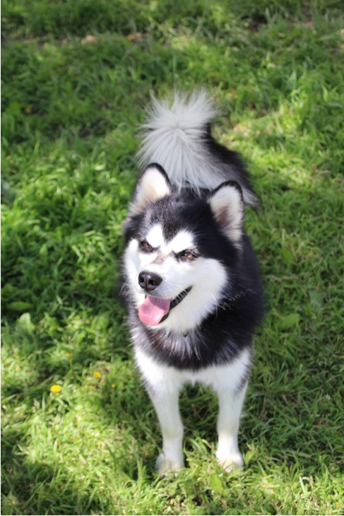 imgi_16_klee kai ourasi 6