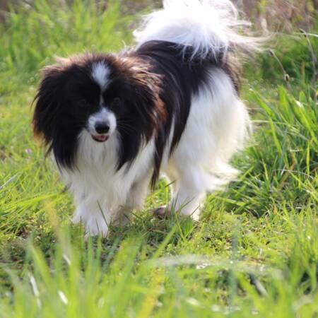 spirit-of-my-life-du-bois-d-eden (1)