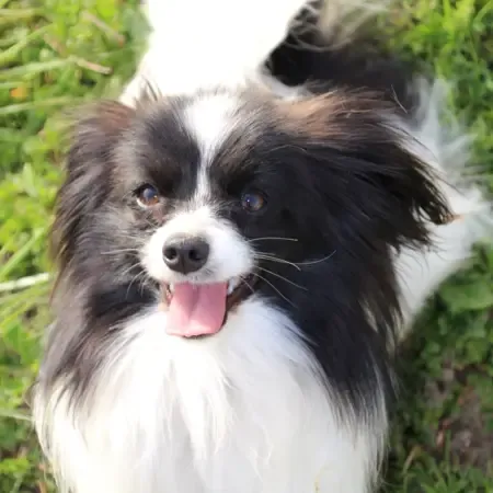 spirit-of-my-life-du-bois-d-eden (1)